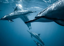 亚冠官方发布安德烈-路易斯集锦，“去年的关键终结者回来了”